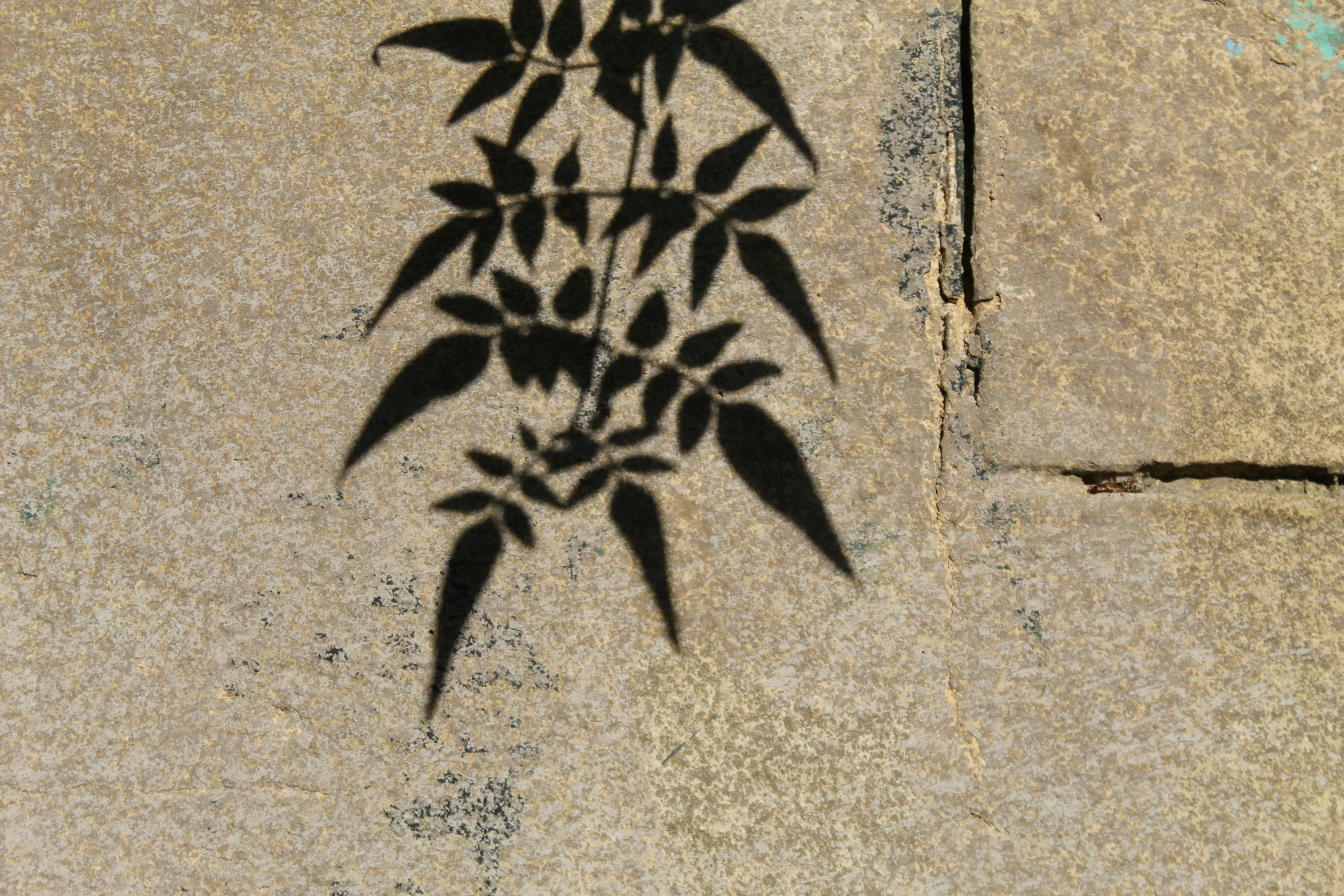 the shadow of a plant cast on cement