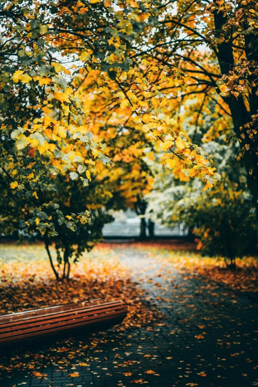 the leaves are falling from a tree near the bench