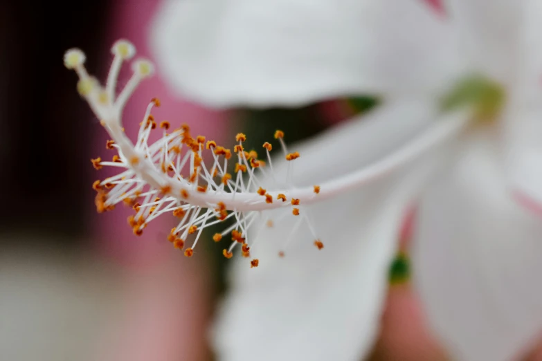 a white flower with tiny yellow pollen in it