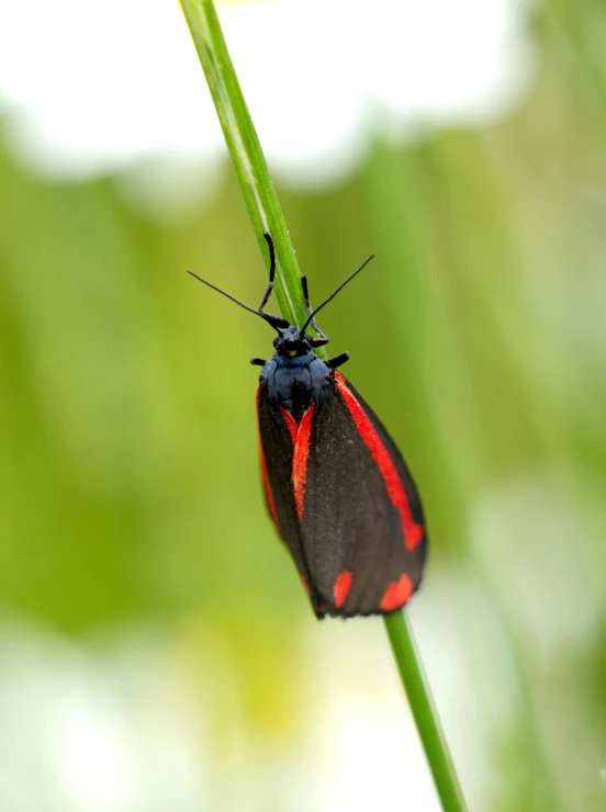 a small red and black insect resting on top of a plant