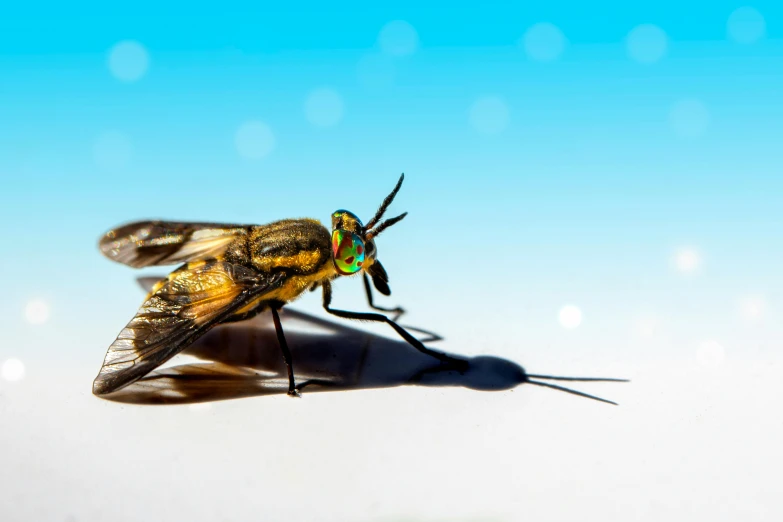 there is a yellow and green insect on a white surface