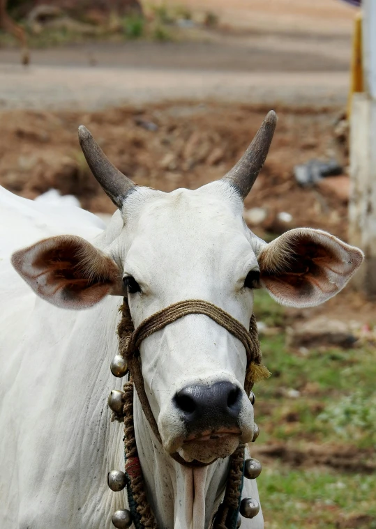 the cow is standing in front of the fence