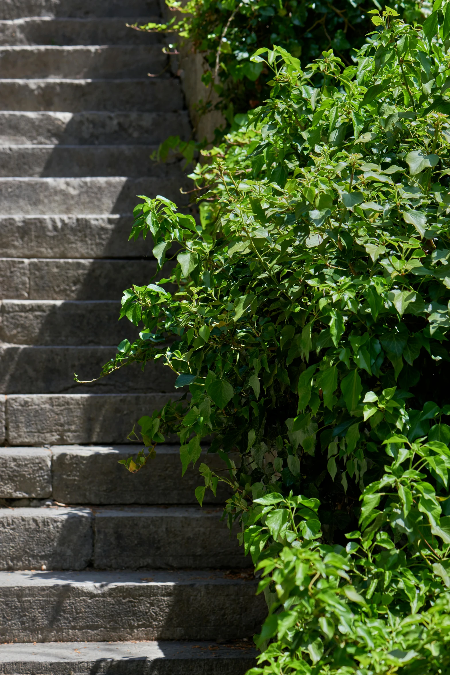 the steps have small green plants near by