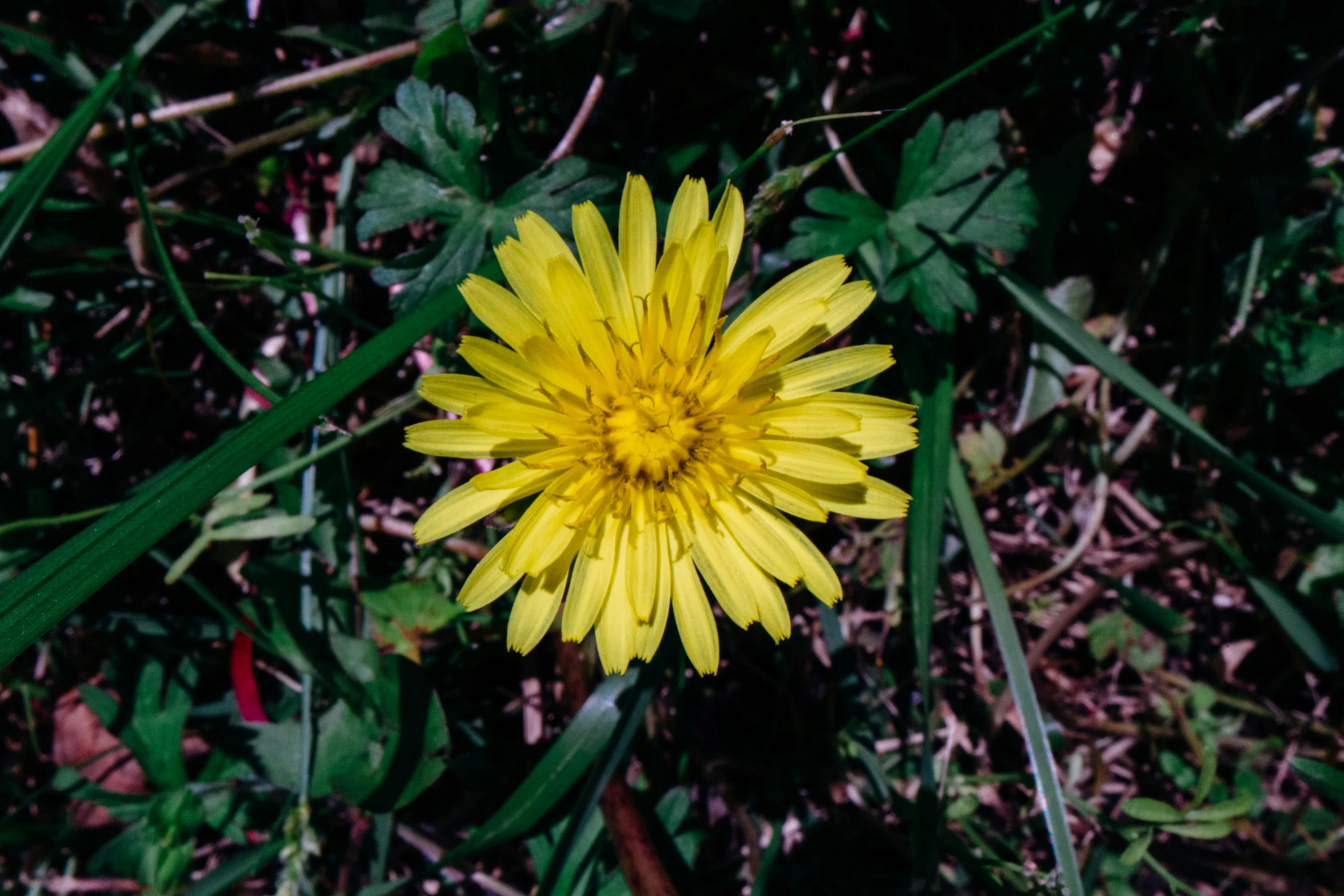 a single yellow flower that is standing in the grass