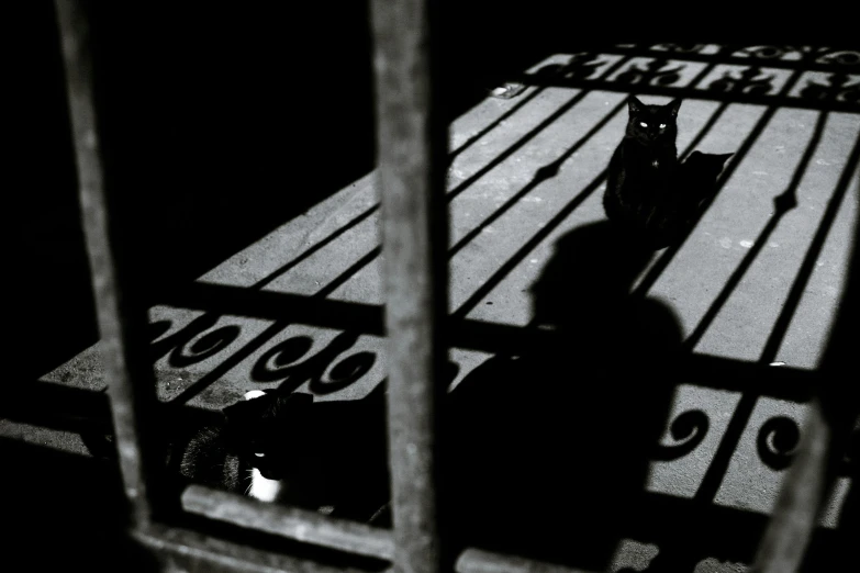 the shadows of a cat sitting on top of a wooden bench