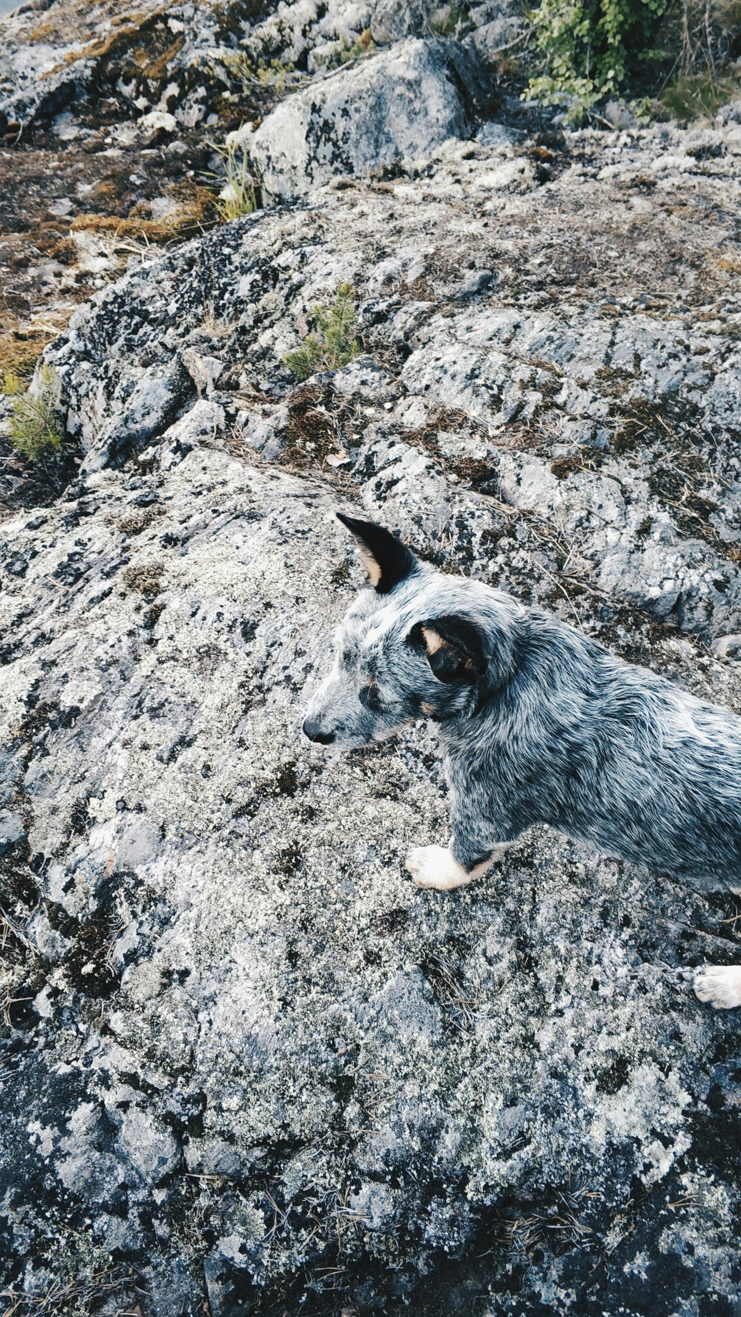 a dog that is laying down in the dirt