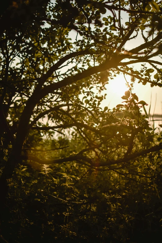 a sunset through a leafy tree with the sun shining through the leaves