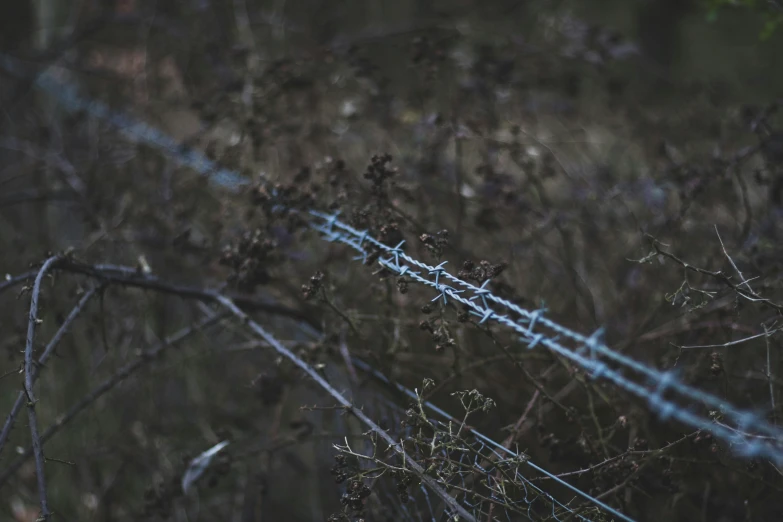 a barbwire fence sits in a wooded area