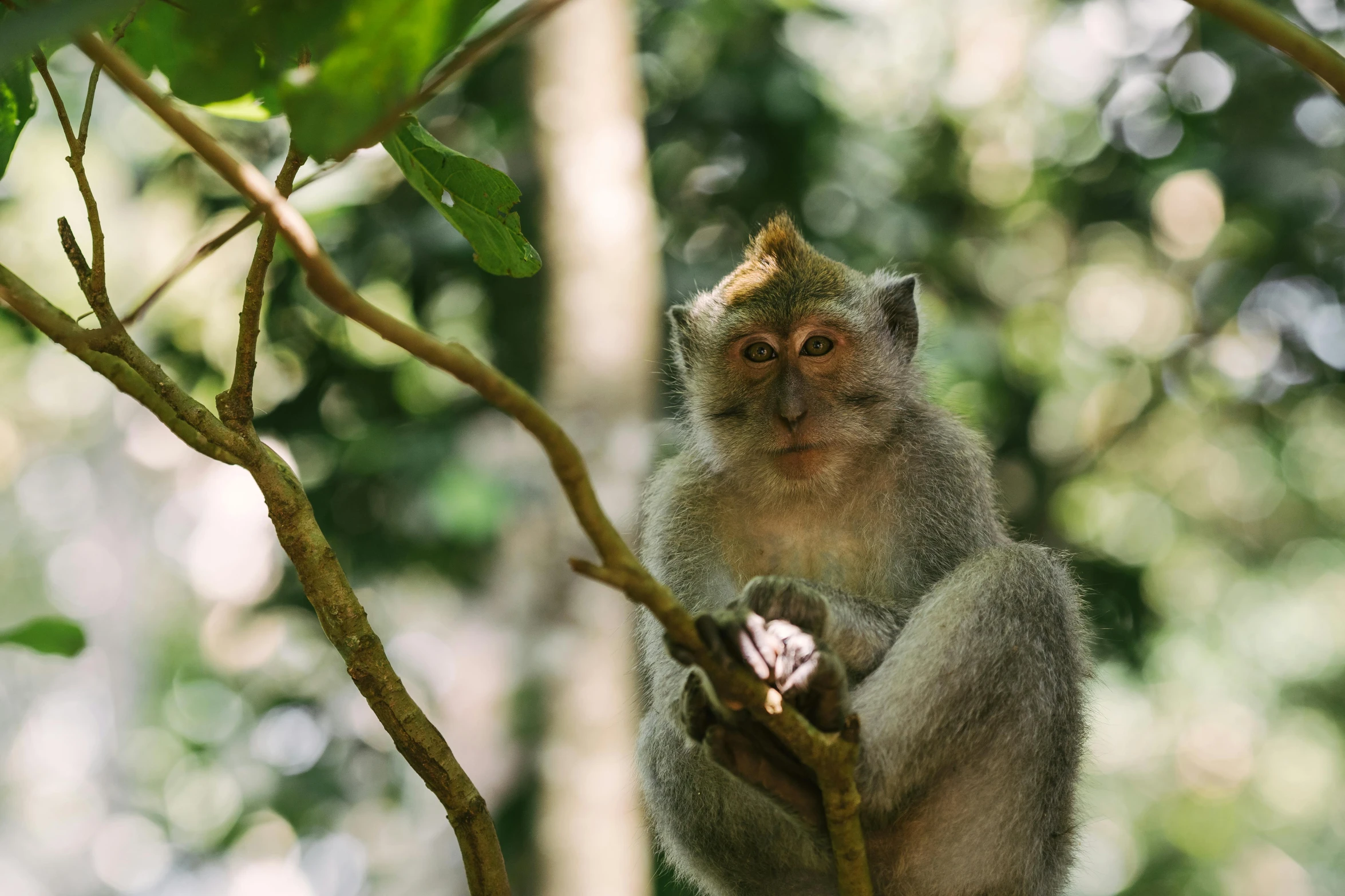 a green monkey sitting on top of a tree nch