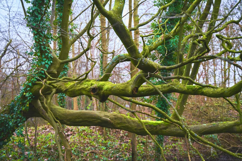 a large green tree is in the woods