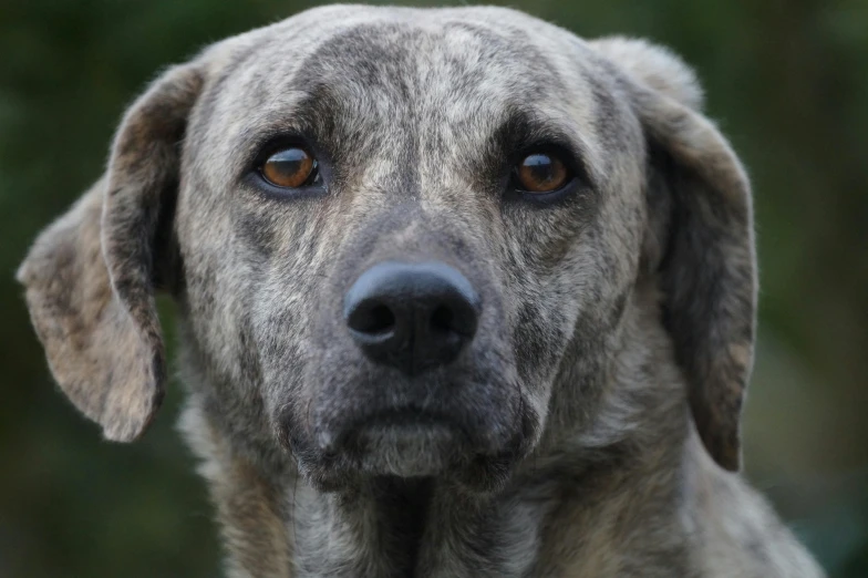 a dog with brown eyes standing in front of trees