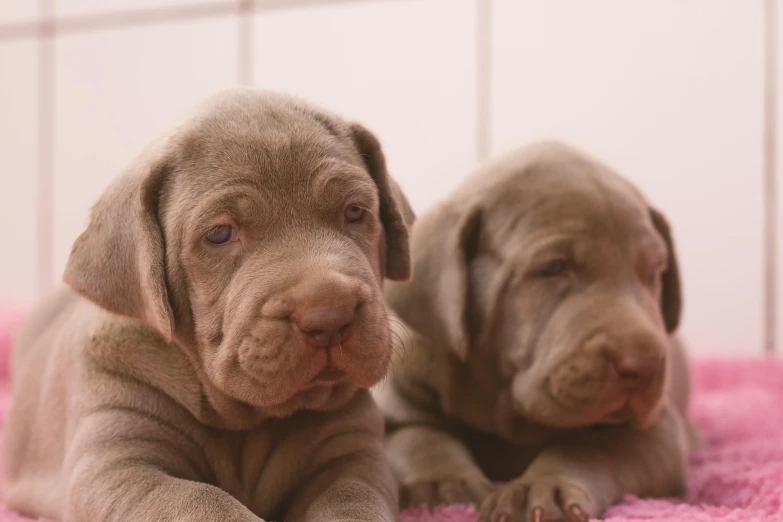 two brown puppies on pink fluffy carpet