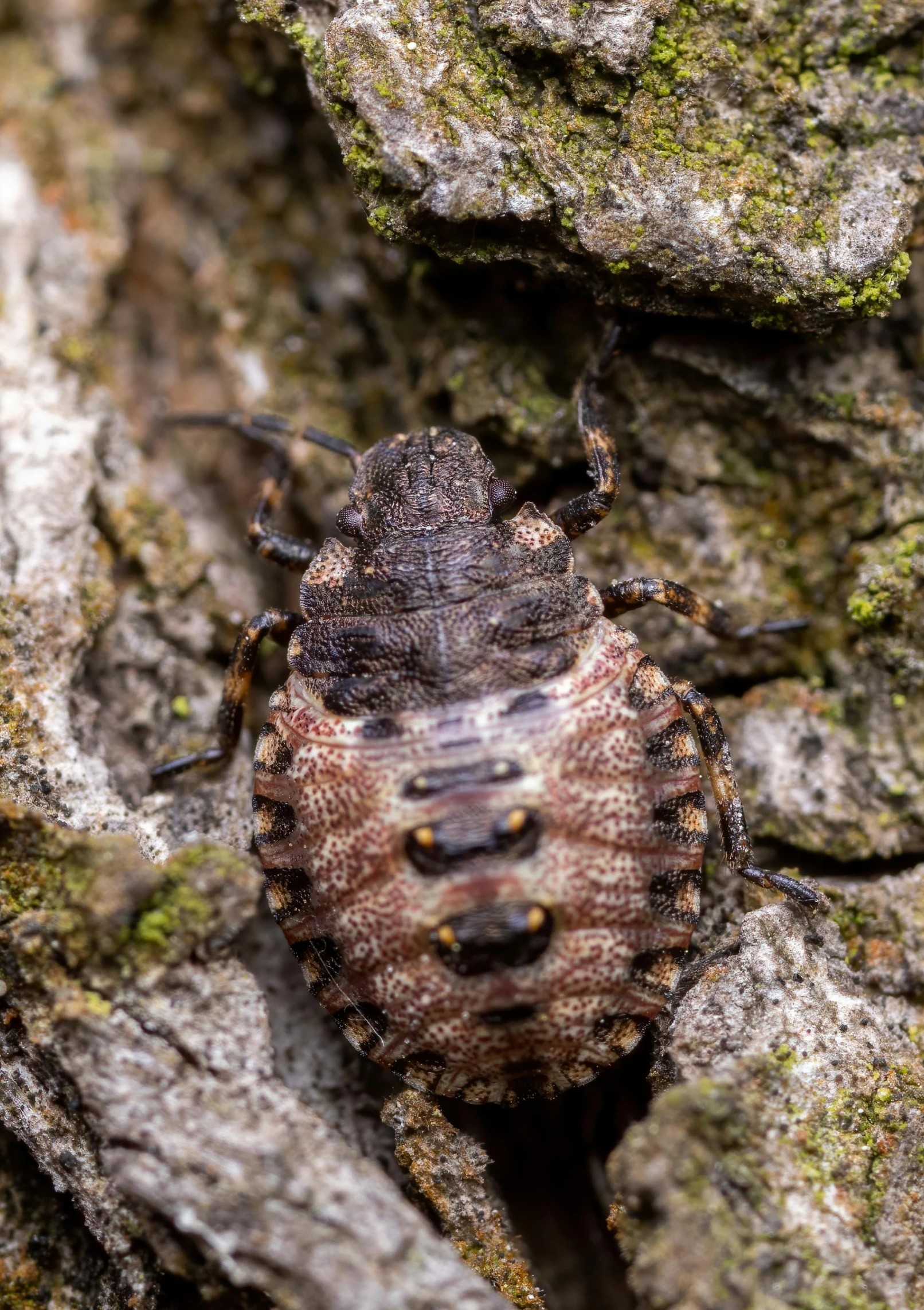 a bug crawling on the ground on a rock