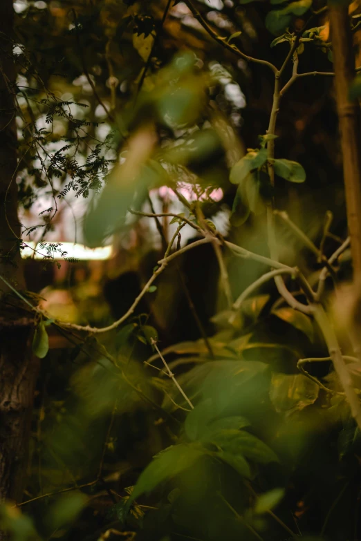 a blurry pograph of the leaves of trees