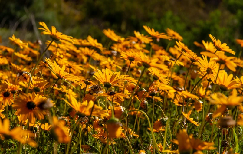 large cluster of yellow daisies in a field