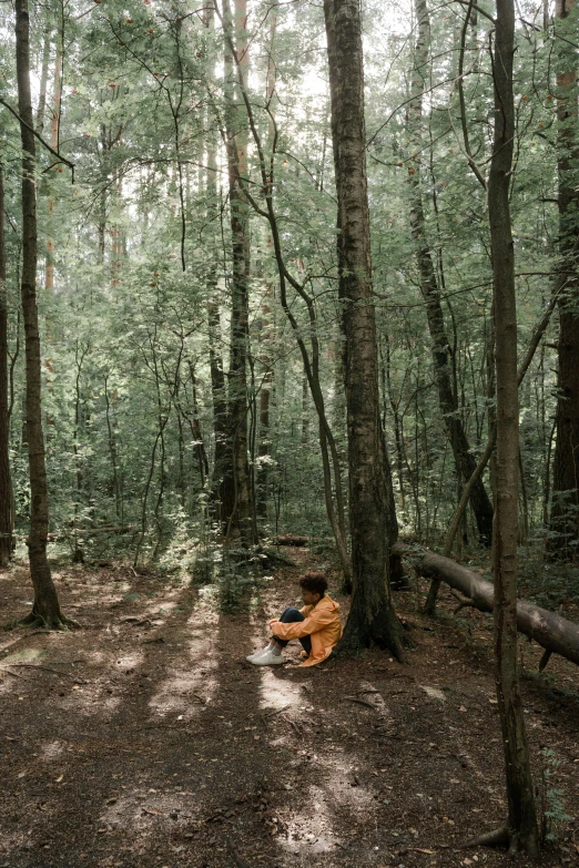 a dog in the woods near fallen trees