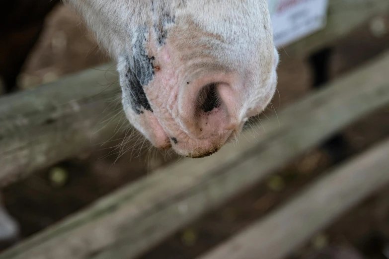 a cow has it's nose near a wooden surface