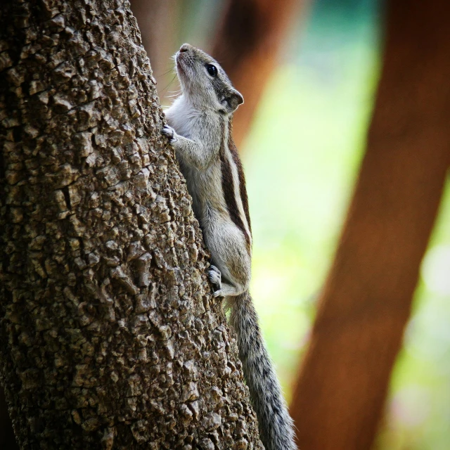 a small squirrel clinging to a tree trunk