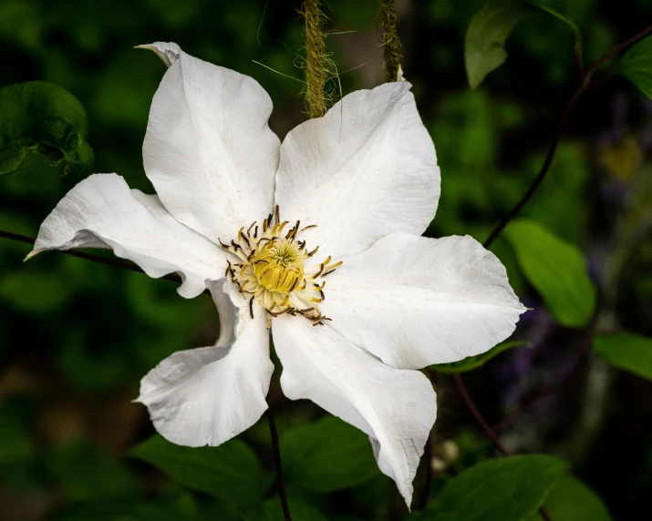 a white flower has been taken from the tree