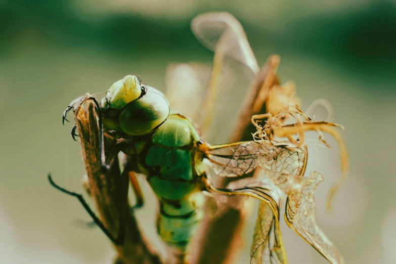 a close up of a green insect sitting on top of a tree