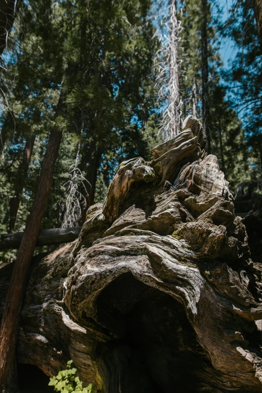 a large boulder with a tree in the background