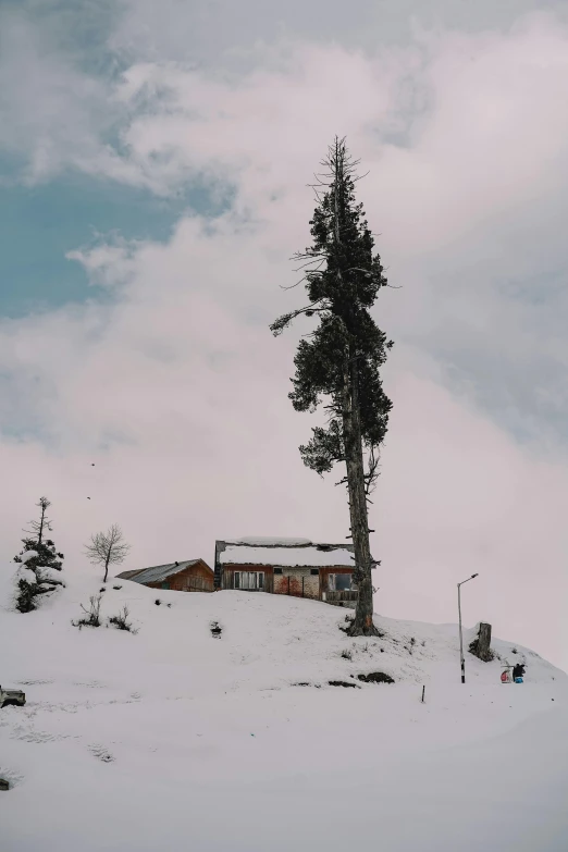 trees grow out of the snow on the mountain