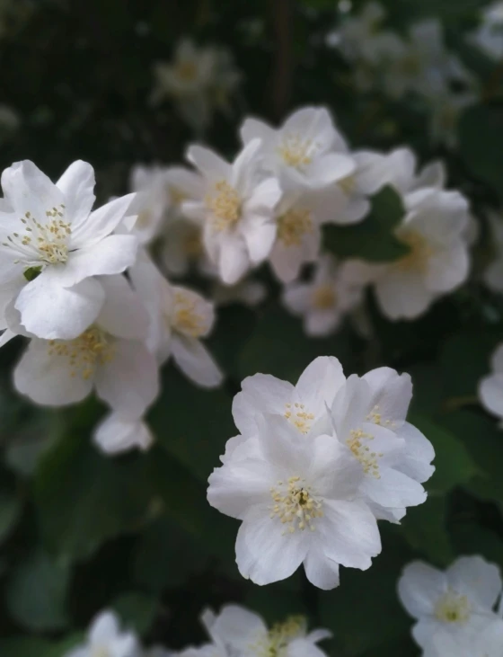several white flowers blooming all over the place