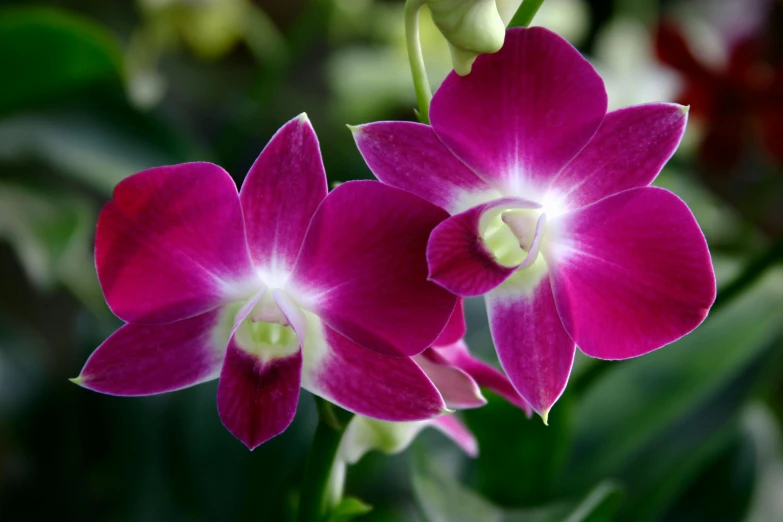 an image of a group of purple flowers