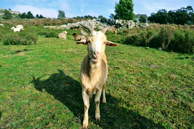 a goat looks at the camera while standing in a field