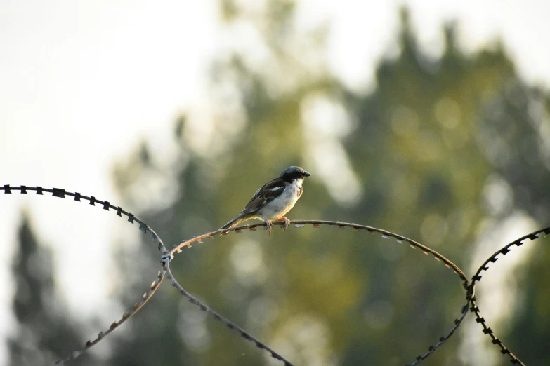 a small bird is sitting on top of a barb wire fence