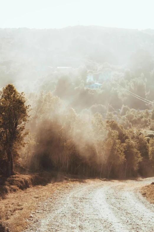 a dirt road runs through a forest filled with trees