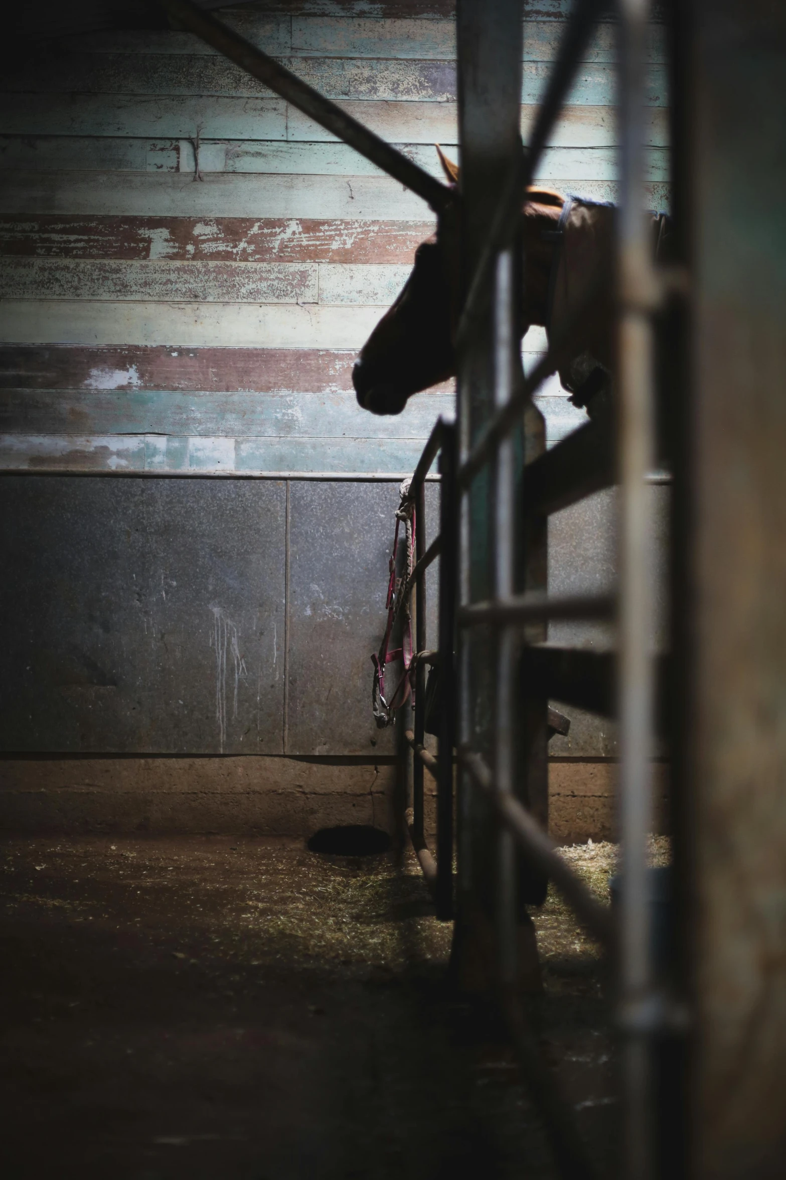 horse in an enclosure looking out through the bars