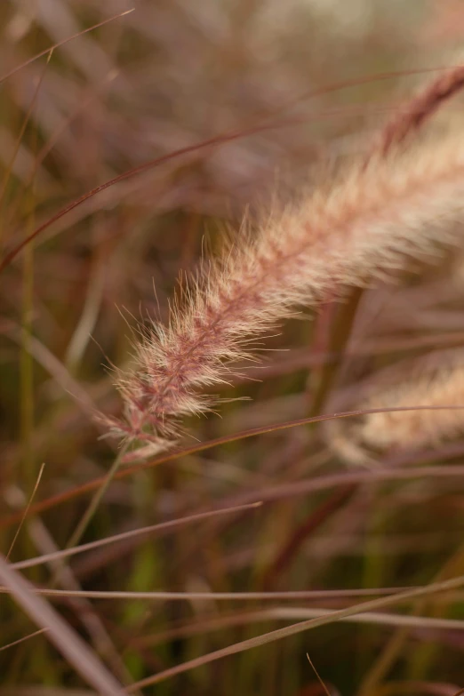 some brown and white plants are on the ground