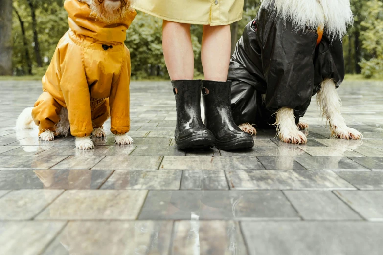 two dogs are dressed like a clown and the other one is in raincoats