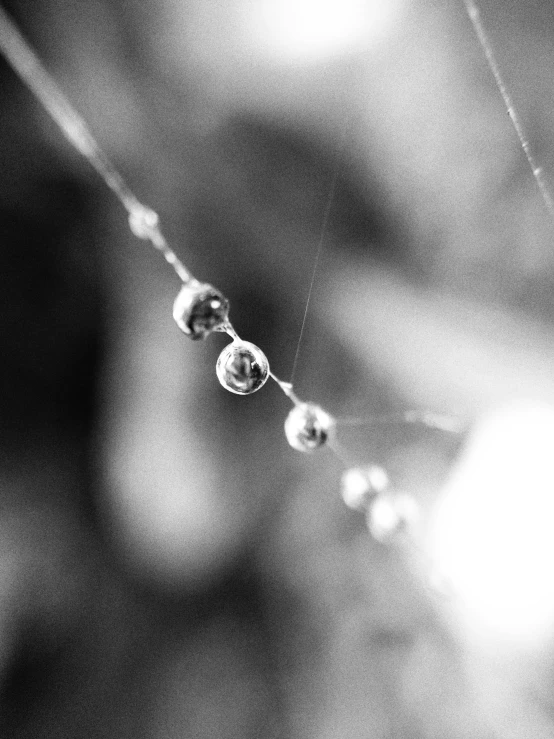 a spider's web with lots of little round orbs