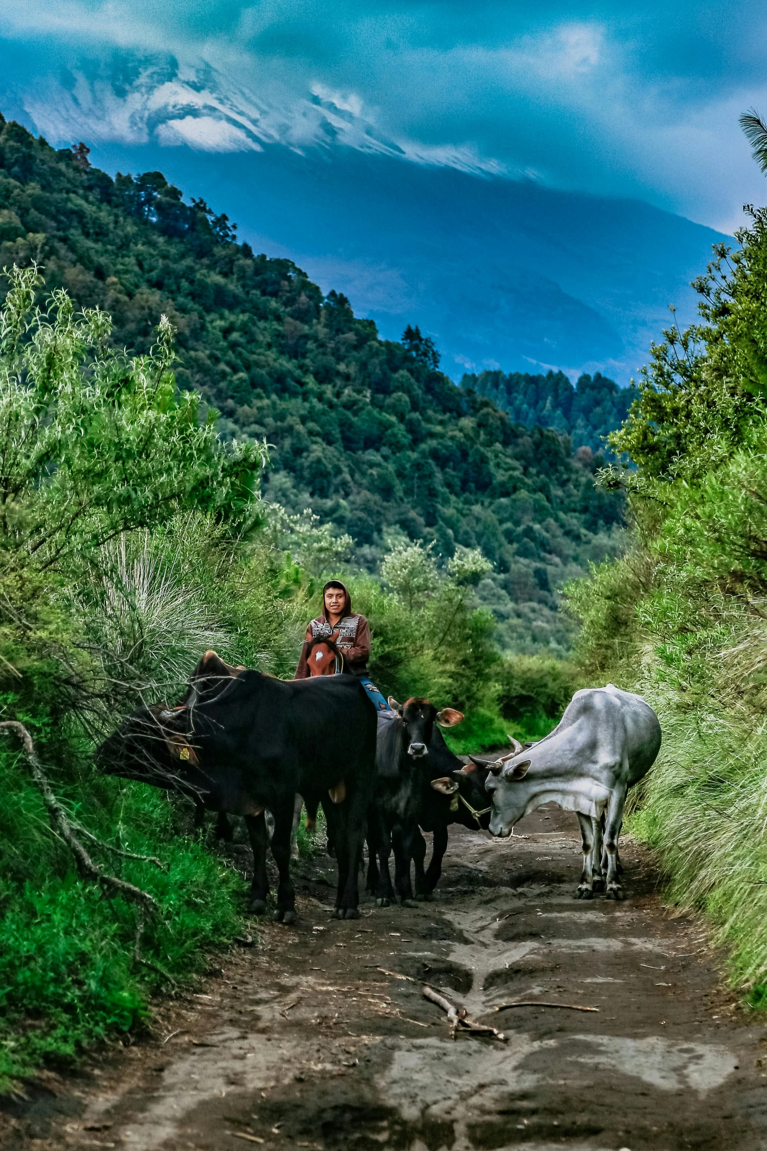 a couple of animals being herded down a road