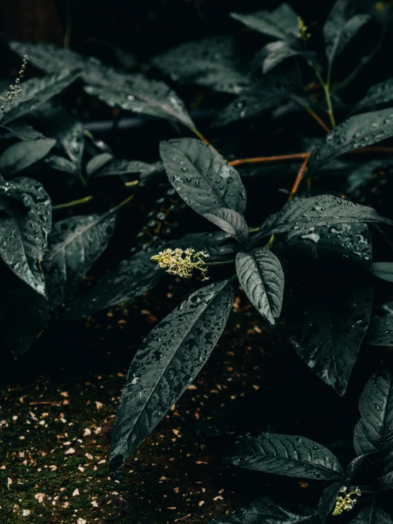 a close - up image of a plant with many leaves