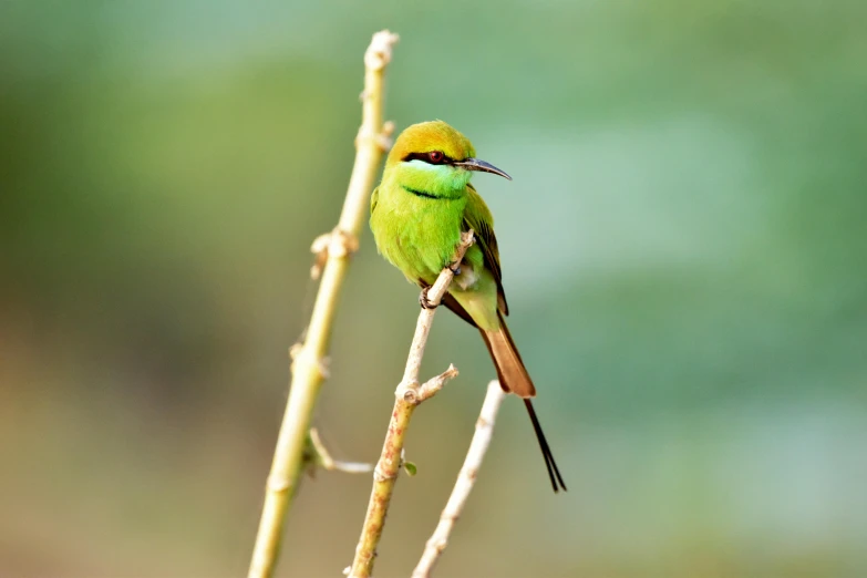 a green and yellow bird sitting on a nch