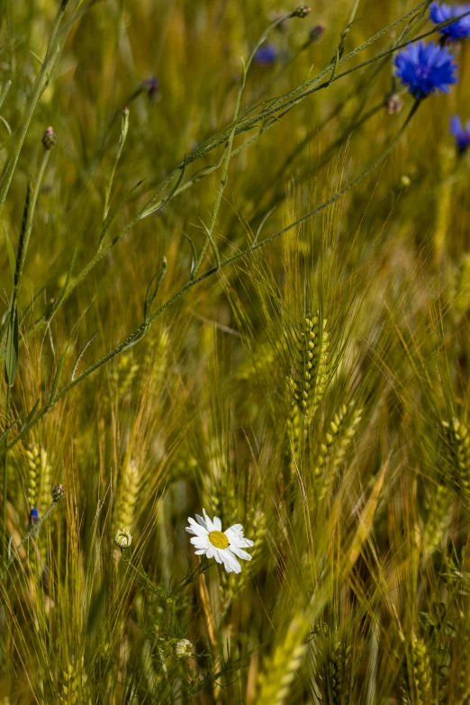 a single white daisy is standing in the middle of some grass