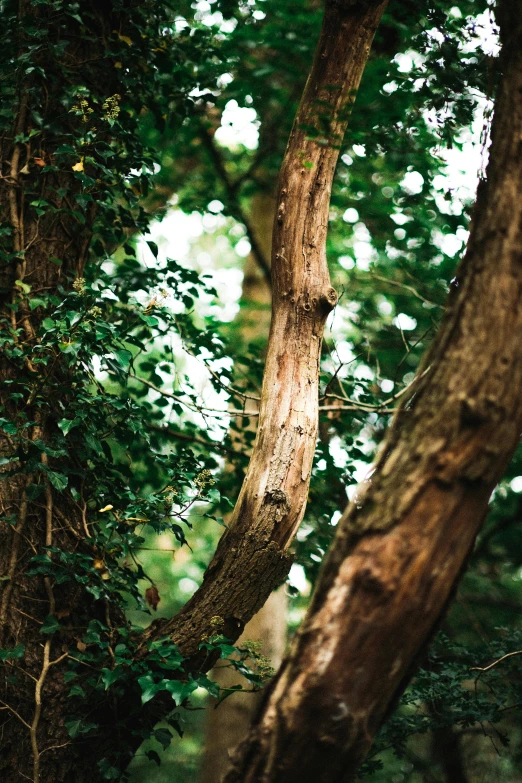 a brown bear peeking out of the trees with another bear in the distance