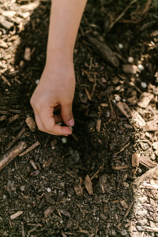 a hand reaching into the dirt to get seeds