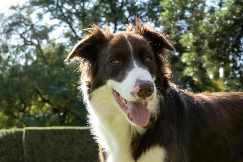 a brown and white dog is outside by itself