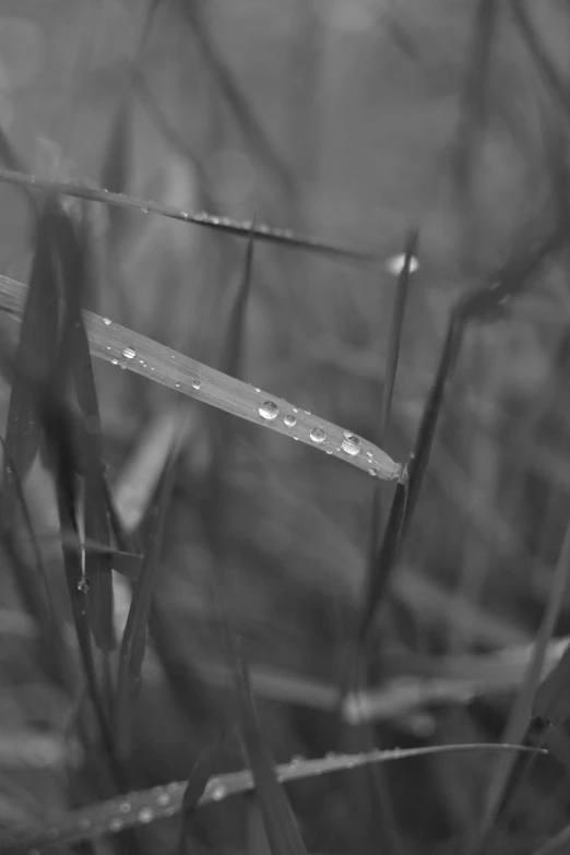 a small umbrella sits in the grass by itself