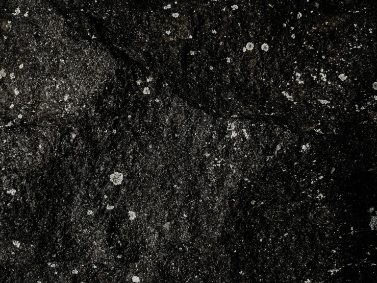 black and white image with small spots of white flowers on the surface
