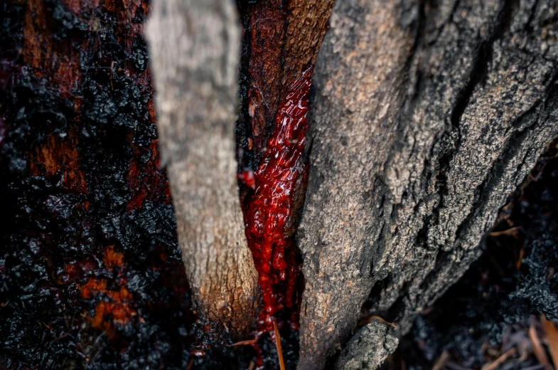 a tree that is on the ground with some red stuff