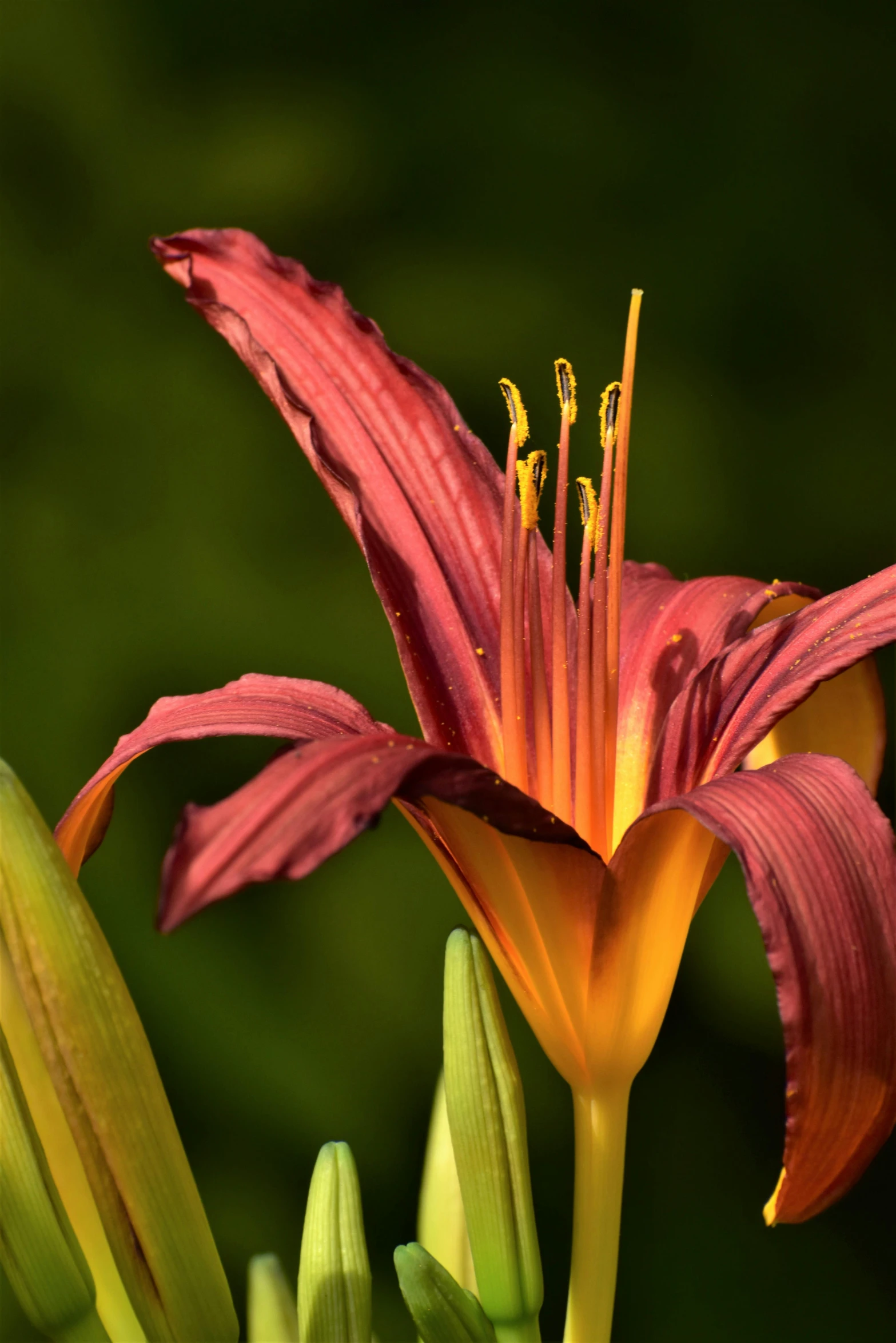 a pink and yellow flower that is blooming