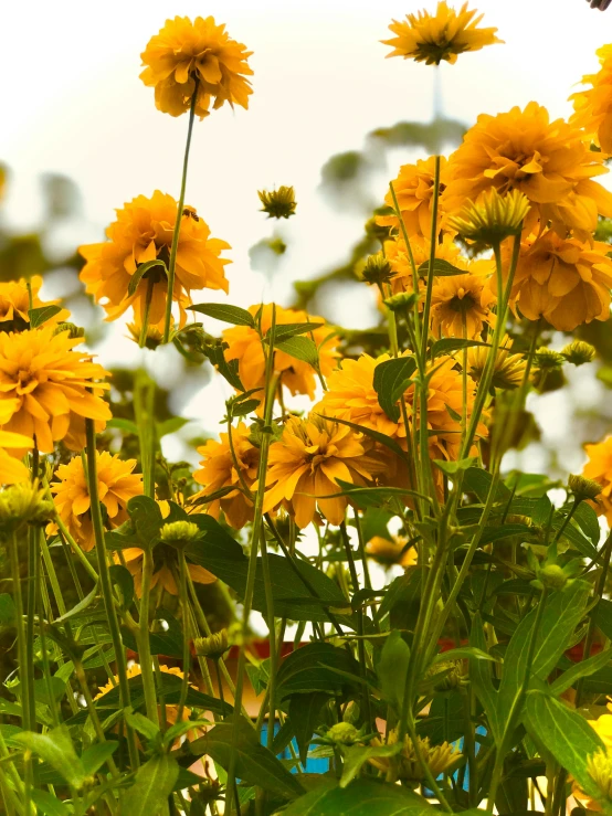 the sun is just peeking through the flowers