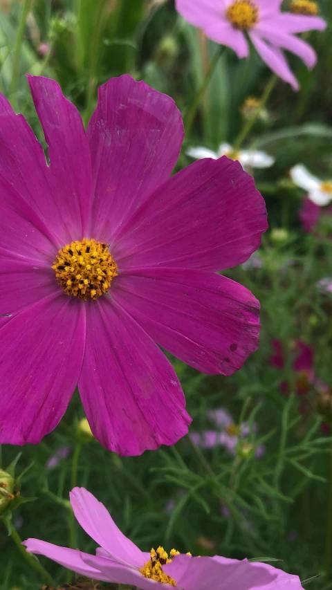 a close up of many different flowers