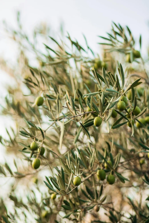 olives are still hanging on the tree nches