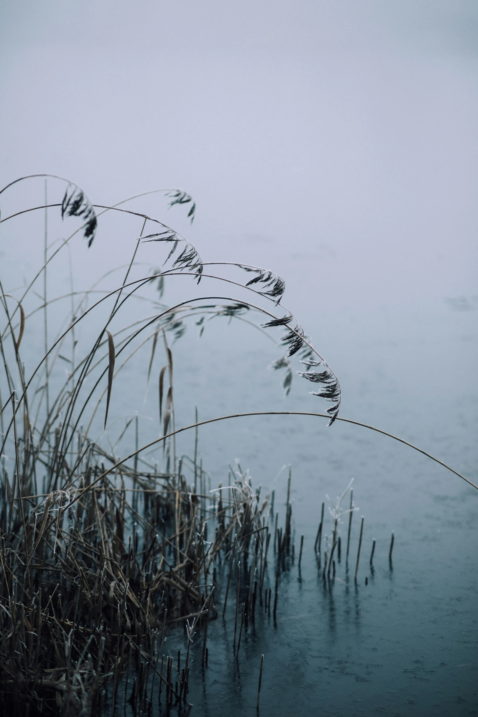 a large group of plants and water in the background